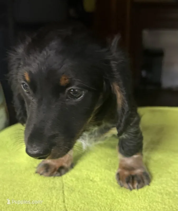 CKC Danny – Miniature Dachshund puppy for sale in Dawson, GA