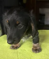 CKC Danny, a male Miniature Dachshund for sale in Dawson, GA – 1 of 7