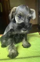 CKC Bentson, a male Miniature Schnauzer for sale in Dawson, GA – 6 of 8
