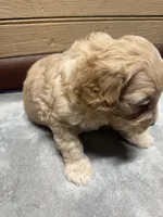 CKC Charlie, a male Cavapoo for sale in Dawson, GA – 6 of 6
