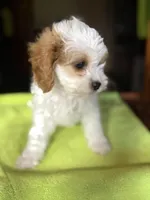 CKC  Casey, a male Cavapoo for sale in Dawson, GA – 3 of 9