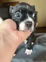 CKC Hank, a male Boston Terrier for sale in Dawson, GA – 3 of 7