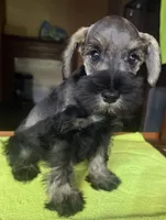 CKC Bentson, a male Miniature Schnauzer for sale in Dawson, GA – 7 of 8