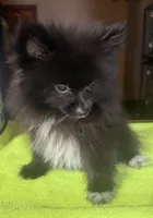 Tiny Jet (Micro), a male Pomeranian for sale in Dawson, GA – 5 of 6