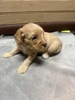 CKC Tucker, a male Cavapoo for sale in Dawson, GA – 3 of 5