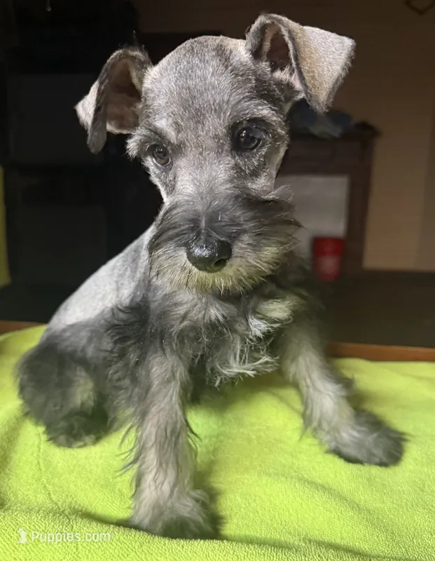 CKC Buster – Miniature Schnauzer puppy for sale in Dawson, GA