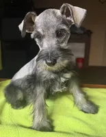 CKC Buster, a male Miniature Schnauzer for sale in Dawson, GA – 1 of 7