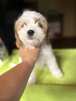 CKC  Casey, a male Cavapoo for sale in Dawson, GA – 9 of 9