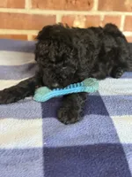 AKC Rusty, a male Poodle - Miniature  for sale in Dawson, GA – 7 of 7