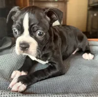 CKC Dolly, a female Boston Terrier for sale in Dawson, GA – 3 of 6