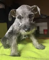 CKC Buster, a male Miniature Schnauzer for sale in Dawson, GA – 6 of 7