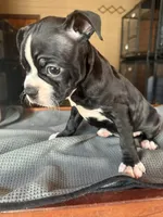CKC Dolly, a female Boston Terrier for sale in Dawson, GA – 2 of 6