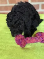 AKC Dolly, a female Poodle - Miniature  for sale in Dawson, GA – 6 of 7
