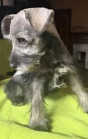CKC Buster, a male Miniature Schnauzer for sale in Dawson, GA – 4 of 7