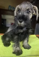 CKC Bentson, a male Miniature Schnauzer for sale in Dawson, GA – 5 of 8