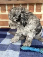 AKC Danny, a male Poodle - Miniature  for sale in Dawson, GA – 3 of 5