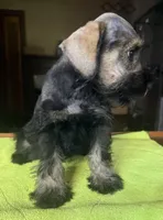 CKC Bentson, a male Miniature Schnauzer for sale in Dawson, GA – 8 of 8