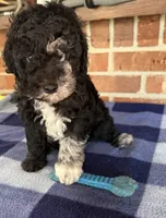 AKC River, a male Poodle - Miniature  for sale in Dawson, GA – 1 of 9