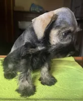 CKC Bentson, a male Miniature Schnauzer for sale in Dawson, GA – 4 of 8