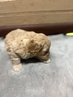 CKC Charlie, a male Cavapoo for sale in Dawson, GA – 4 of 6