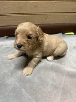 CKC Tucker, a male Cavapoo for sale in Dawson, GA – 5 of 5