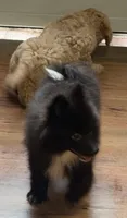 CKC Robbie, a male Pomeranian for sale in Dawson, GA – 3 of 3