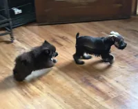 Tiny Jet (Micro), a male Pomeranian for sale in Dawson, GA – 3 of 6