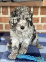 AKC Danny, a male Poodle - Miniature  for sale in Dawson, GA – 2 of 5