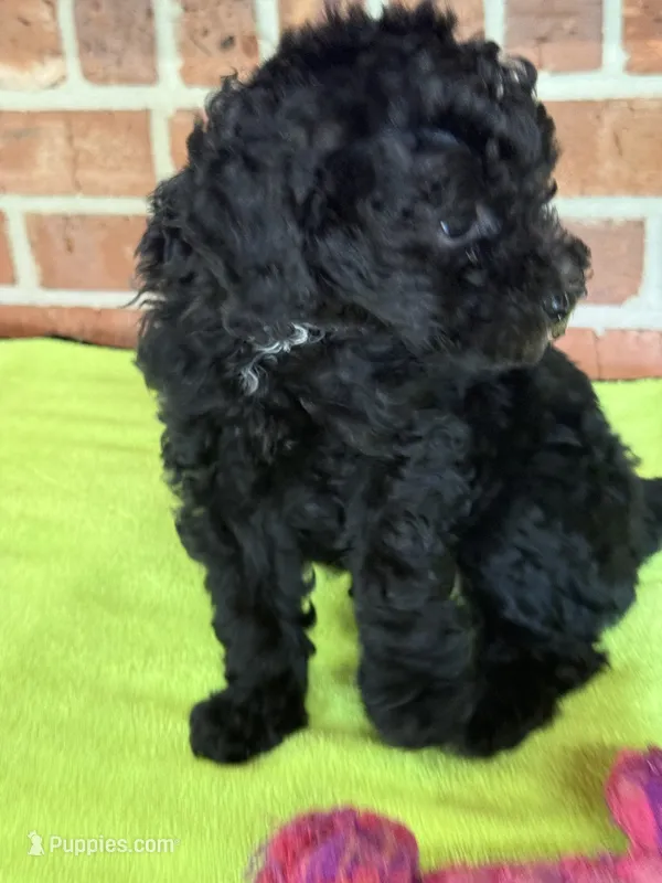 AKC Dolly – Poodle - Miniature  puppy for sale in Dawson, GA