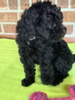 AKC Dolly, a female Poodle - Miniature  for sale in Dawson, GA – 1 of 7