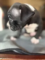 CKC Hank, a male Boston Terrier for sale in Dawson, GA – 6 of 7