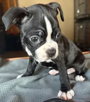 CKC Dolly, a female Boston Terrier for sale in Dawson, GA – 5 of 6