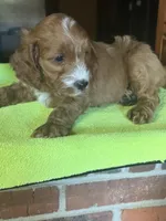 CKC Ruby, a male Cavapoo for sale in Dawson, GA – Photo 5 of 6
