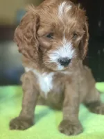 CKC Ruby, a male Cavapoo for sale in Dawson, GA – Photo 2 of 6