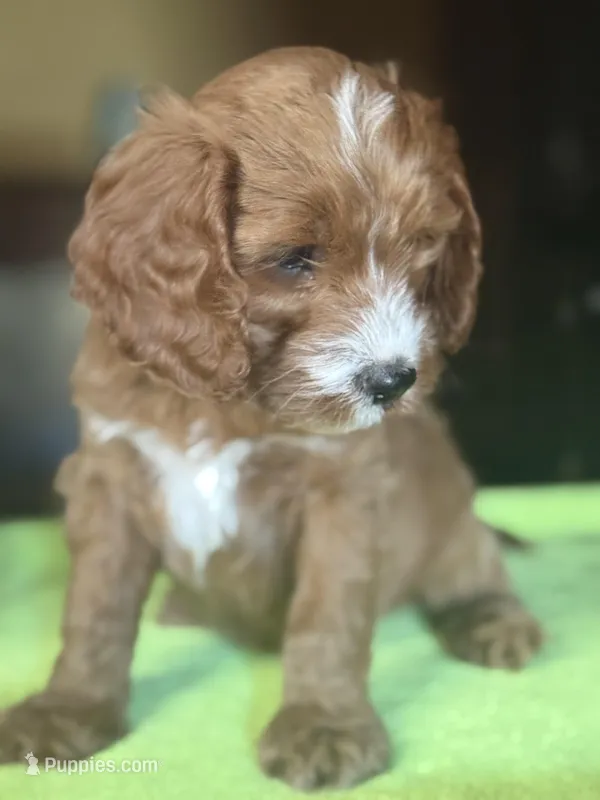 CKC Ruby – Cavapoo puppy for sale in Dawson, GA