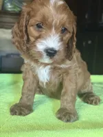 CKC Ruby, a male Cavapoo for sale in Dawson, GA – Photo 4 of 6
