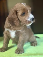 CKC Ruby, a male Cavapoo for sale in Dawson, GA – Photo 3 of 6