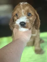 CKC Ruby, a male Cavapoo for sale in Dawson, GA – Photo 6 of 6