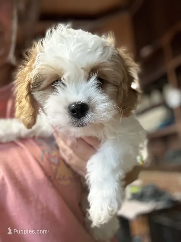 CKC  Casey – Cavapoo puppy for sale in Dawson, GA