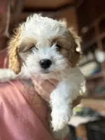 CKC  Casey, a male Cavapoo for sale in Dawson, GA – 1 of 9