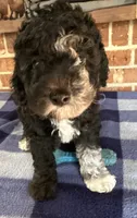 AKC River, a male Poodle - Miniature  for sale in Dawson, GA – 9 of 9