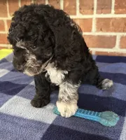AKC River, a male Poodle - Miniature  for sale in Dawson, GA – 4 of 9