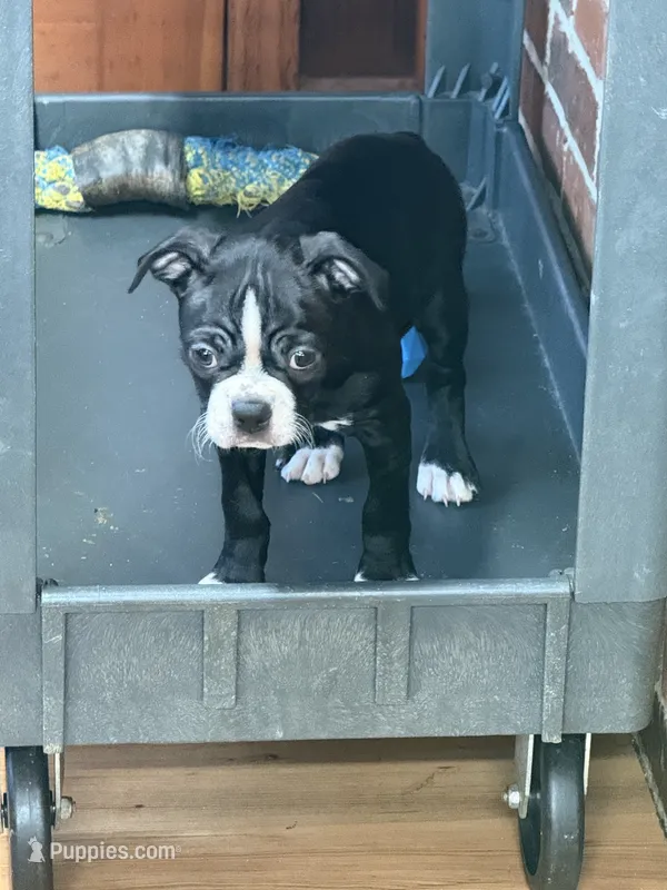 CKC Dolly – Boston Terrier puppy for sale in Dawson, GA