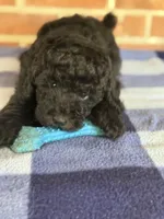 AKC Rusty, a male Poodle - Miniature  for sale in Dawson, GA – 3 of 7