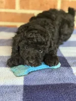 AKC Rusty, a male Poodle - Miniature  for sale in Dawson, GA – 1 of 7