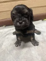 CKC Amber, a female Cavapoo for sale in Dawson, GA – 4 of 5
