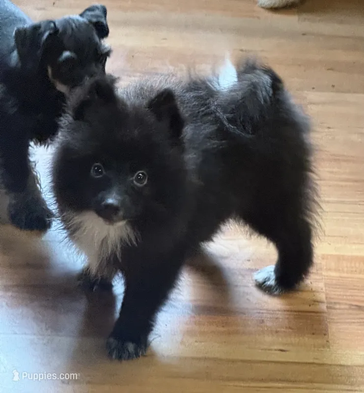 CKC Robbie – Pomeranian puppy for sale in Dawson, GA