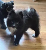 CKC Robbie, a male Pomeranian for sale in Dawson, GA – 1 of 3