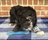 AKC River, a male Poodle - Miniature  for sale in Dawson, GA – 2 of 9