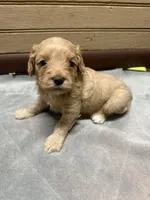 CKC Tucker, a male Cavapoo for sale in Dawson, GA – 2 of 5